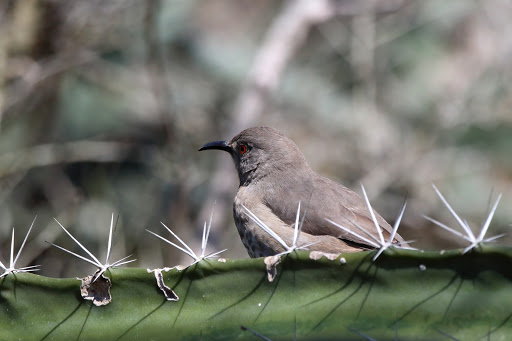 Park «Hugh Ramsey Nature Park», reviews and photos, 1000 TX-499 Loop, Harlingen, TX 78550, USA