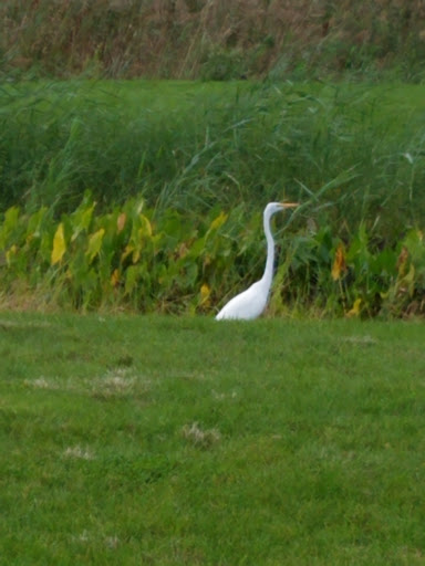 Golf Course «Harbor Links Golf Course», reviews and photos, 1 Fairway Dr, Port Washington, NY 11050, USA