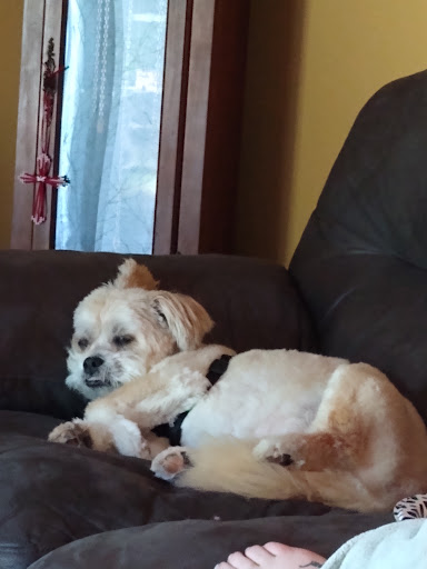 Pet Store «PetSmart», reviews and photos, 2211 Barrett Dr, Greenfield, IN 46140, USA