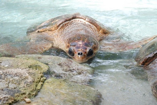 Aquarium «Miami Seaquarium», reviews and photos, 4400 Rickenbacker Causeway, Key Biscayne, FL 33149, USA