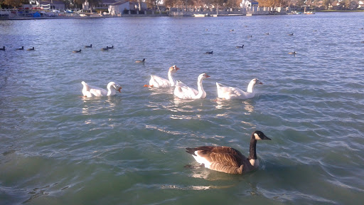 Park «Mike Ward Community Park Woodbridge», reviews and photos, 20 Lake Rd, Irvine, CA 92604, USA