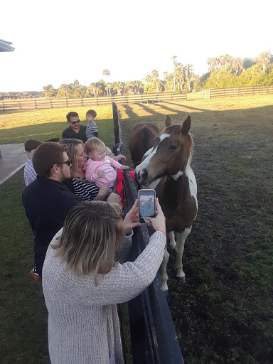 Tourist Attraction «Sterling Stables», reviews and photos, 6450 FL-520, Cocoa, FL 32926, USA