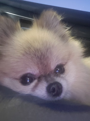 Chrysler Dealer «Car Pros Chrysler Jeep Dodge Ram», reviews and photos, 585 Rainier Ave S, Renton, WA 98057, USA