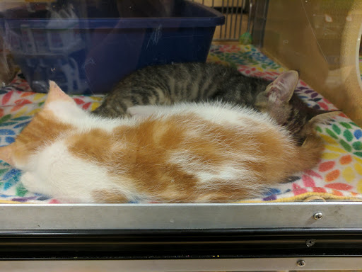 PetSmart image