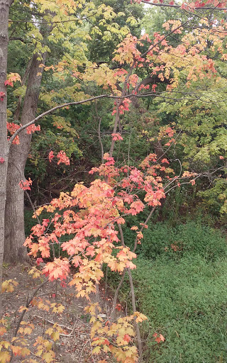 Nature Preserve «Thaddeus S. 