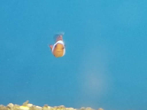 Pet Supply Store «Petco Animal Supplies», reviews and photos, 3380 124th Ave NW, Coon Rapids, MN 55433, USA