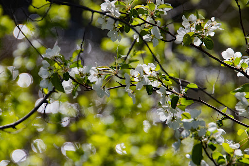 Park «Akin Riverside Park», reviews and photos, 1721 River Ave, Anoka, MN 55303, USA