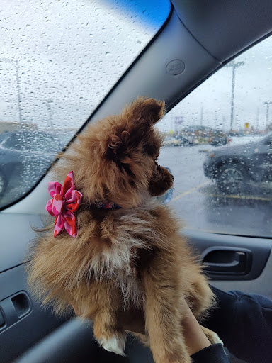 Pet Supply Store «Fetch Pet Supplies & Gifts», reviews and photos, 1332 E Republic Rd, Springfield, MO 65804, USA