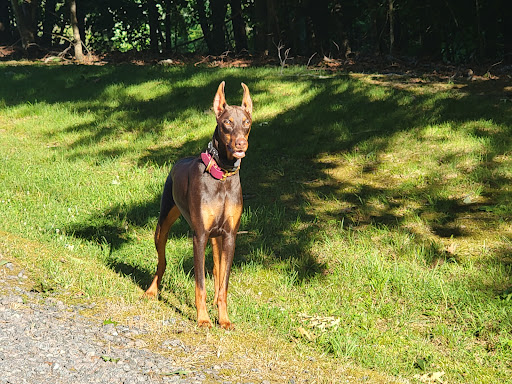 Pet Supply Store «PetSmart», reviews and photos, 950 Hanes Mall Blvd, Winston-Salem, NC 27103, USA