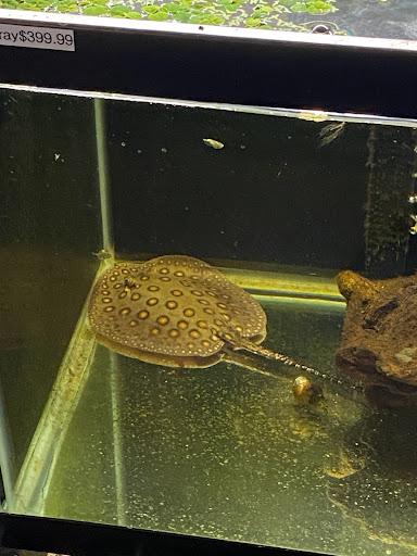 Pet Store «Fin & Feather Pet Center, Inc.», reviews and photos, 5208 Lakeside Ave, Richmond, VA 23228, USA