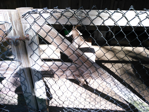 Zoo «Oatland Island Wildlife Center», reviews and photos, 711 Sandtown Rd, Savannah, GA 31410, USA