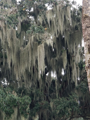 Golf Club «Jekyll Island Golf Club», reviews and photos, 322 Captain Wylly Rd, Jekyll Island, GA 31527, USA