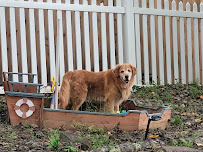 A & B's Pampered Pets - Photo 1 - Car repair in , Columbia