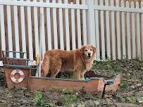 A & B's Pampered Pets - Car repair in , Columbia - Rated 5.0/5