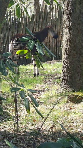 Tourist Attraction «Finding Nemo - The Musical», reviews and photos, Dinoland U.S.A., Kissimmee, FL 34747, USA