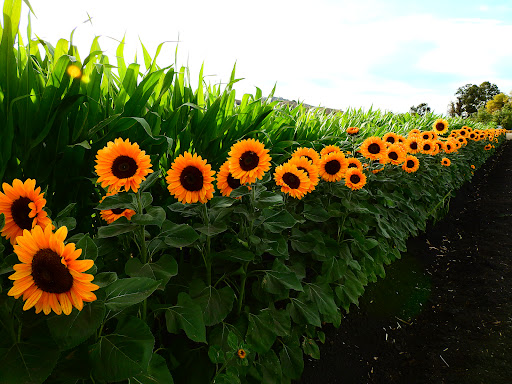 Pumpkin Patch «Spina Farms», reviews and photos, Santa Teresa Blvd, Morgan Hill, CA 95037, USA