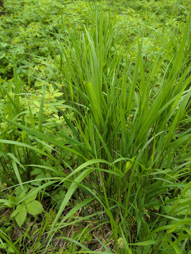 Park «Mather Woods Forest Preserve», reviews and photos, 25032 W Renwick Rd, Plainfield, IL 60544, USA