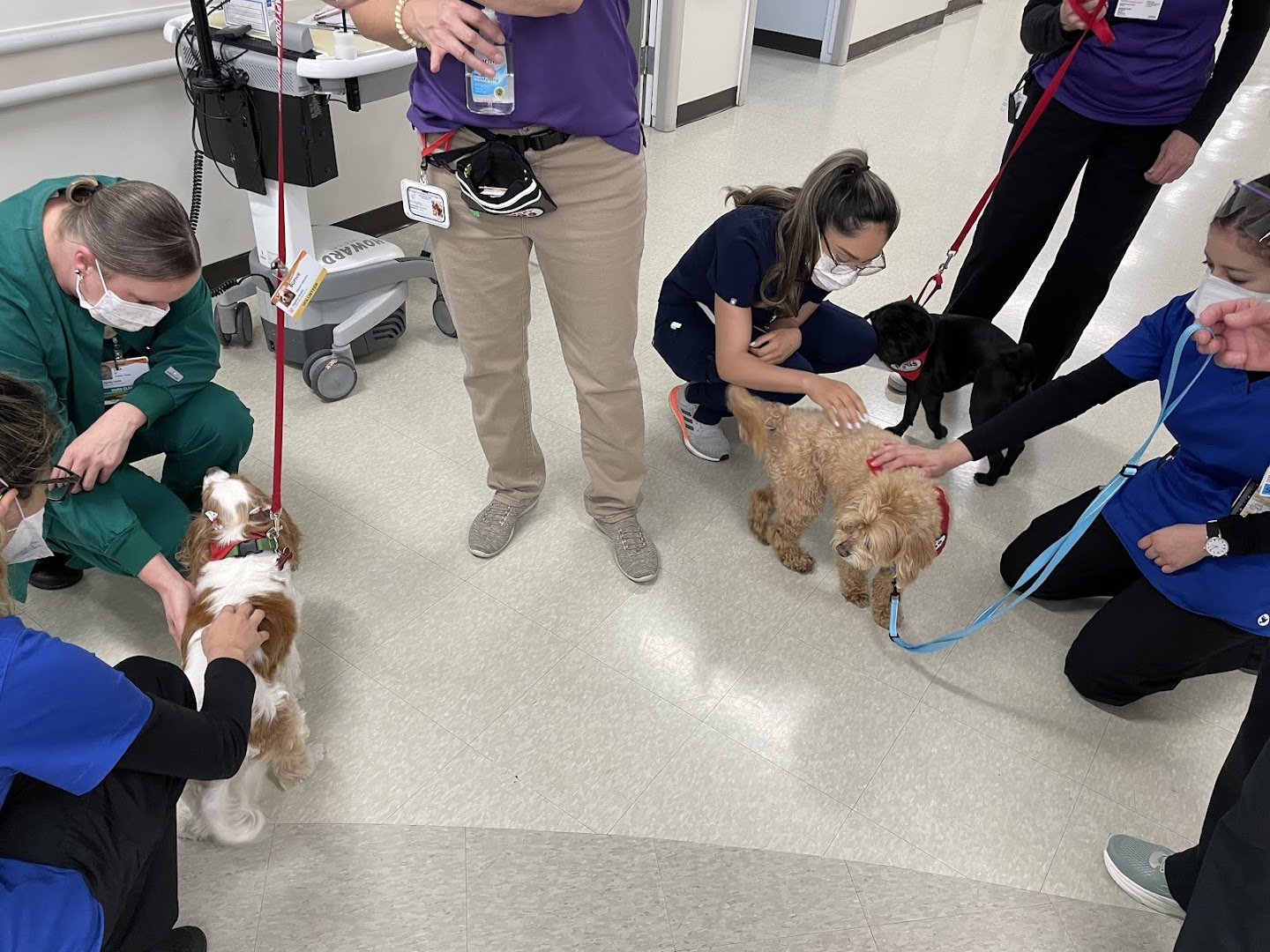 Inland Empire Therapy Dogs