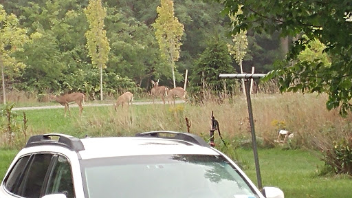 338 Childs St, Albion, NY 14411, USA