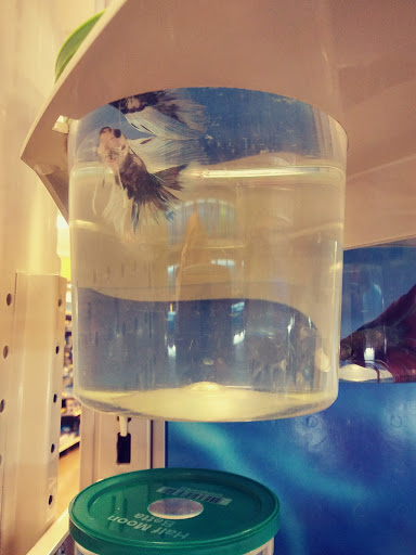 Pet Supply Store «PetSmart», reviews and photos, 9589 Ridgetop Blvd NW, Silverdale, WA 98383, USA