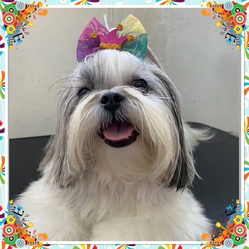 Logo da empresa - Pet Belle
