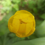 Photo n° 48 de l'avis de Veltas. fait le 08/05/2023 à 12:15 pour Parc national des Écrins à Gap