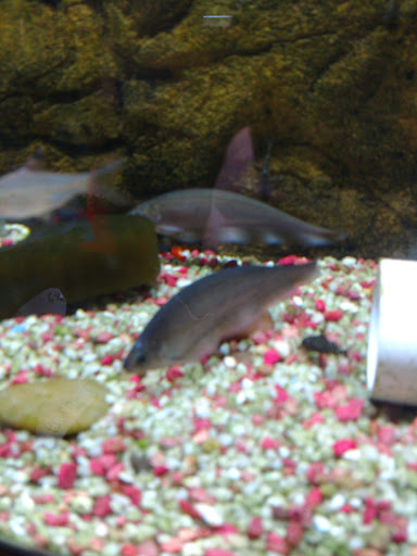 Tropical Fish Store «Pass Road Pet Center (Just Fish)», reviews and photos, 1939 Pass Rd, Biloxi, MS 39531, USA