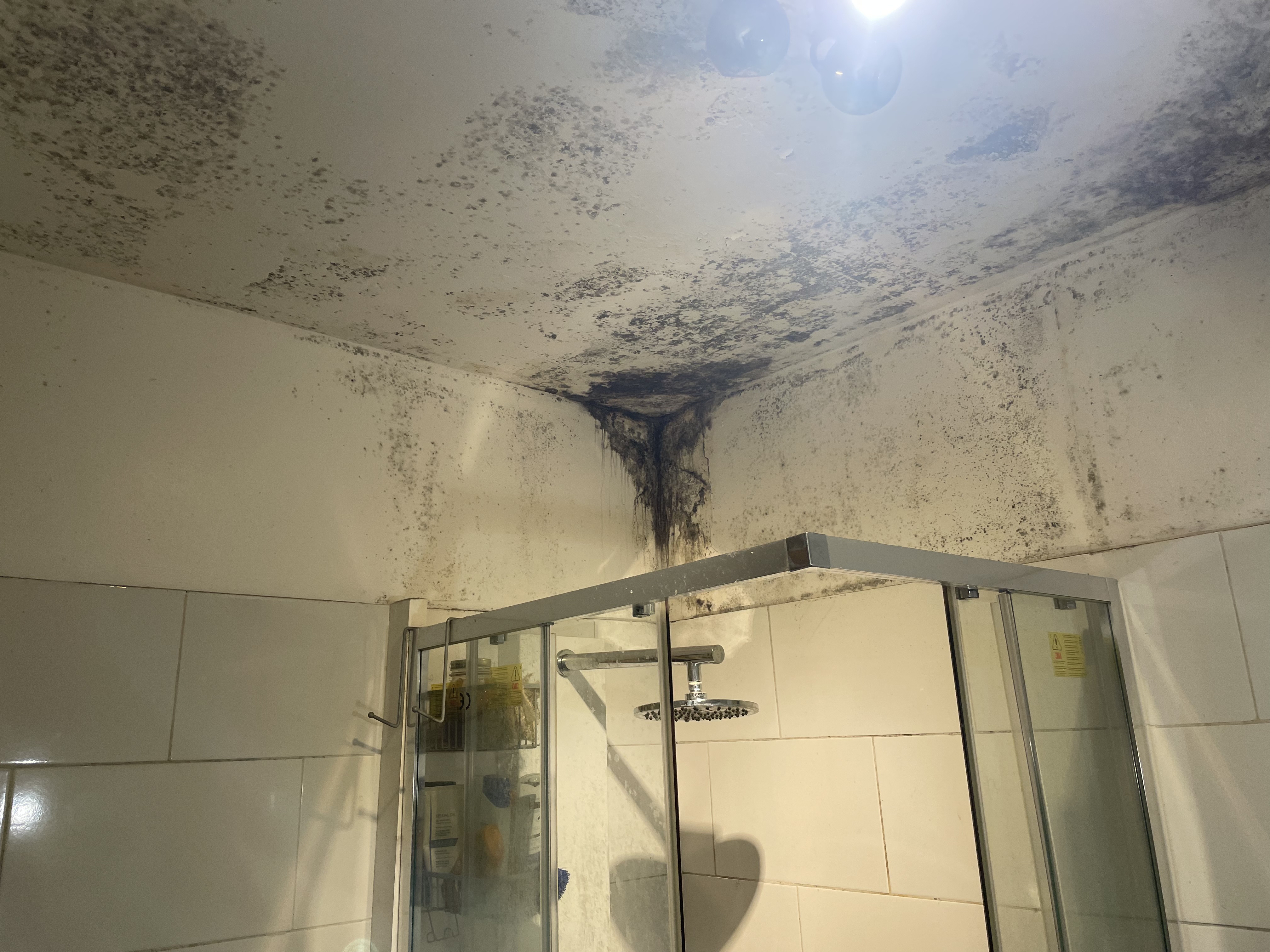 Photo n° 1 de l'avis de houss.e fait le 26/10/2023 à 08:29