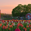 Wicked Tulips Flower Farm