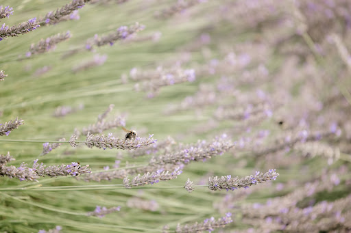 Event Venue «Woodinville Lavender», reviews and photos, 14223 Woodinville-Redmond Rd NE, Redmond, WA 98052, USA