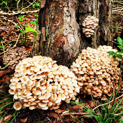 Nature Preserve «Lester Lorch Nature Preserve», reviews and photos, 1823 Texas Plume Rd, Cedar Hill, TX 75104, USA