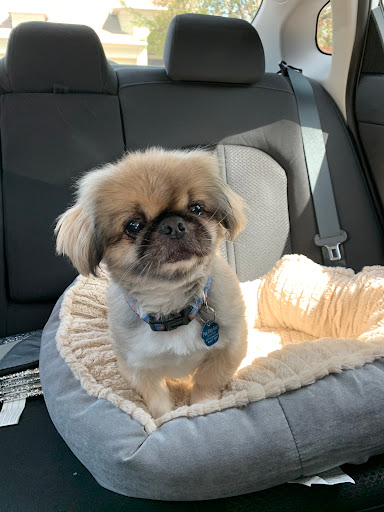 Loving Touch Pet Salon