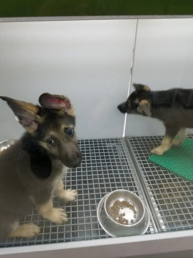 Pet Store «Petland», reviews and photos, 920 Hebron Rd, Heath, OH 43056, USA