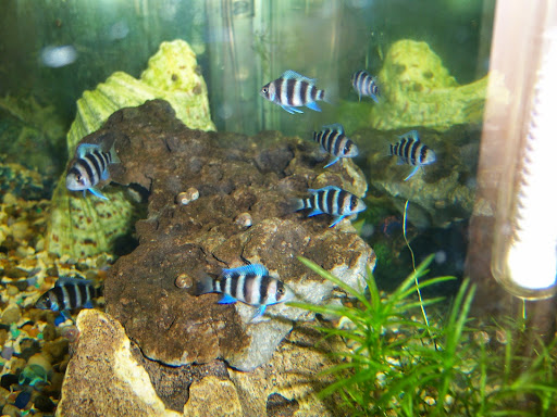 Tropical Fish Store «Tropical Treasures», reviews and photos, 2212 E Platte Ave, Colorado Springs, CO 80909, USA