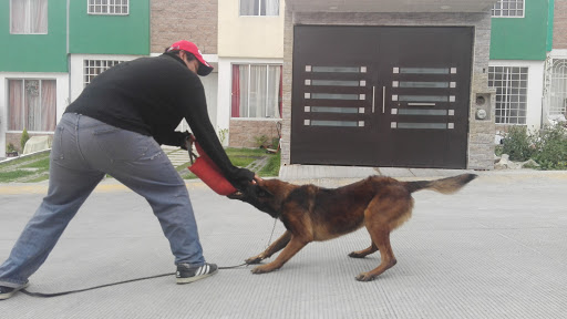 K9 Training by Rose