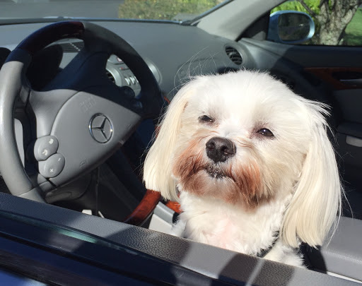 Car Repair and Maintenance «Holland Car Care», reviews and photos, 22 S Claremont St, San Mateo, CA 94401, USA