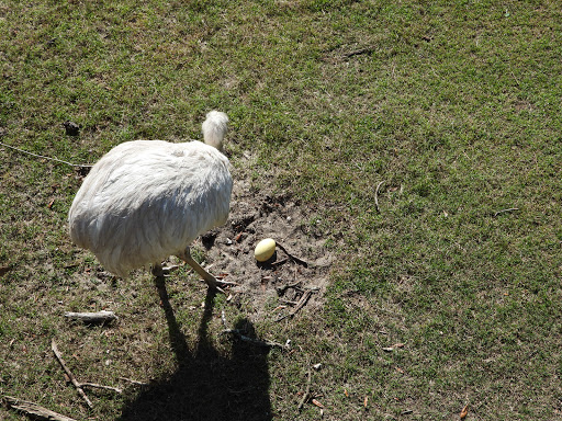Zoo «Gulf Breeze Zoo», reviews and photos, 5701 Gulf Breeze Pkwy, Gulf Breeze, FL 32563, USA