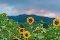 牧野のひまわり