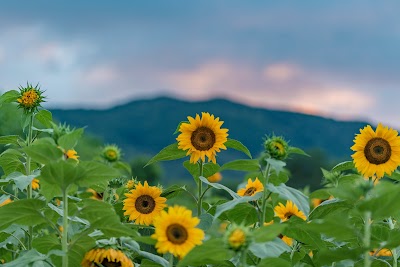 牧野のひまわり