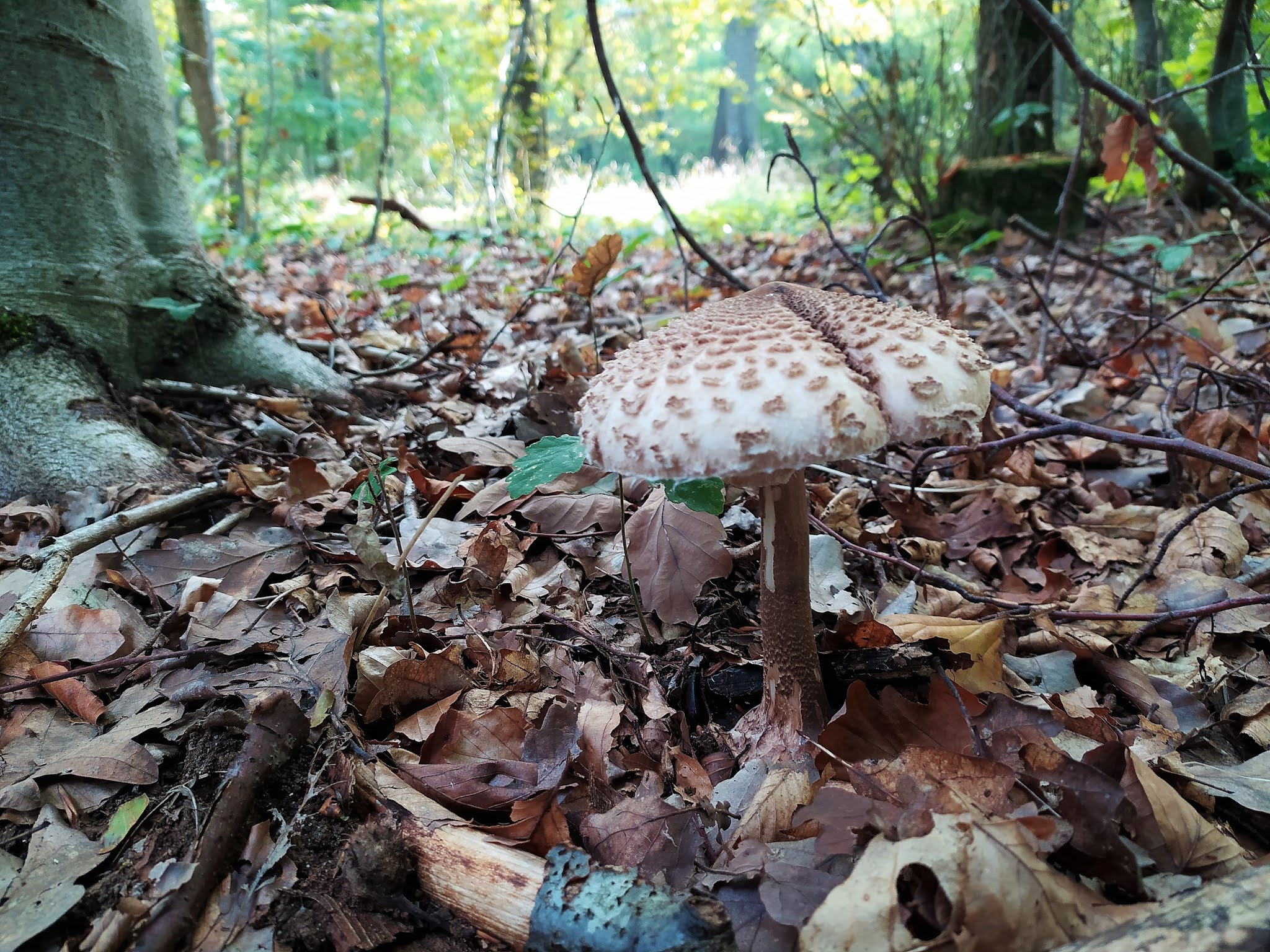 Photo n° 8 de l'avis de François. fait le 21/11/2021 à 12:37