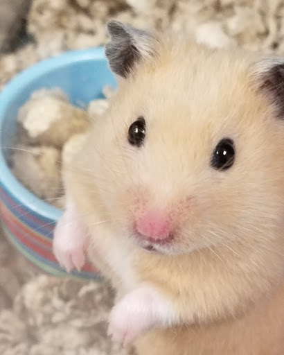 Pet Supply Store «Petco Animal Supplies», reviews and photos, 13 Welles St, Glastonbury, CT 06033, USA