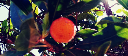 Grocery Store «Grocery Outlet Bargain Market», reviews and photos, 401 Marin St, Vallejo, CA 94590, USA