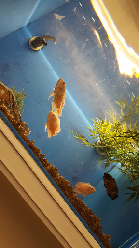 Pet Supply Store «PetSmart», reviews and photos, 4749 Valley View Blvd NW, Roanoke, VA 24012, USA