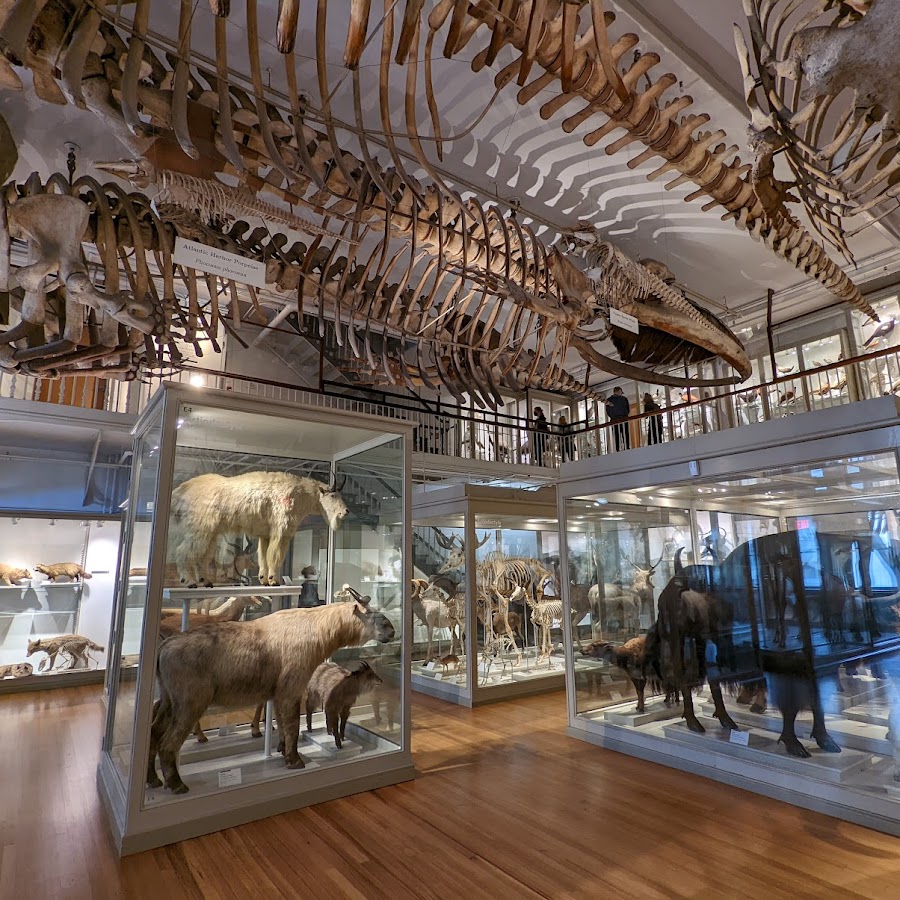 The Harvard Museum of Natural History