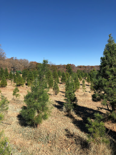 Christmas tree farm Mesquite