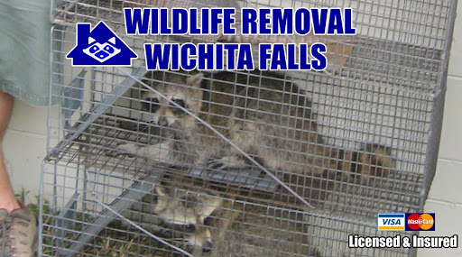 Wildlife Removal Wichita Falls