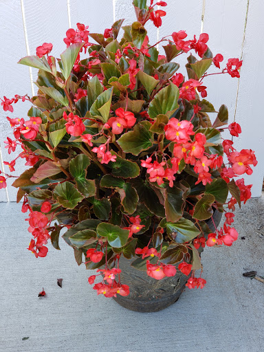 Florist «St. Clair Greenhouses & Florist», reviews and photos, 7043 Big Hand Rd, St Clair, MI 48079, USA