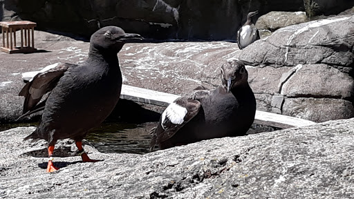 Aquarium «Oregon Coast Aquarium», reviews and photos, 2820 SE Ferry Slip Rd, Newport, OR 97365, USA