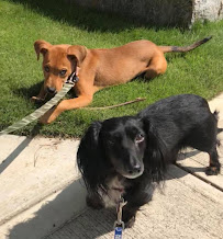 GOOD PETS - Dog Walking - Pet Sitting - Photo 2 - Car repair in , Atlanta