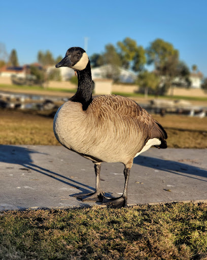 Park «Greer Park», reviews and photos, 6900 W McFadden Ave, Huntington Beach, CA 92647, USA